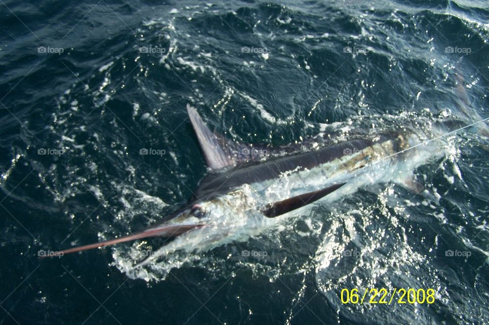 Marlin