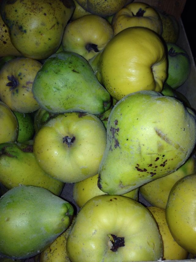 Fruit, Food, Apple, Juicy, Grow