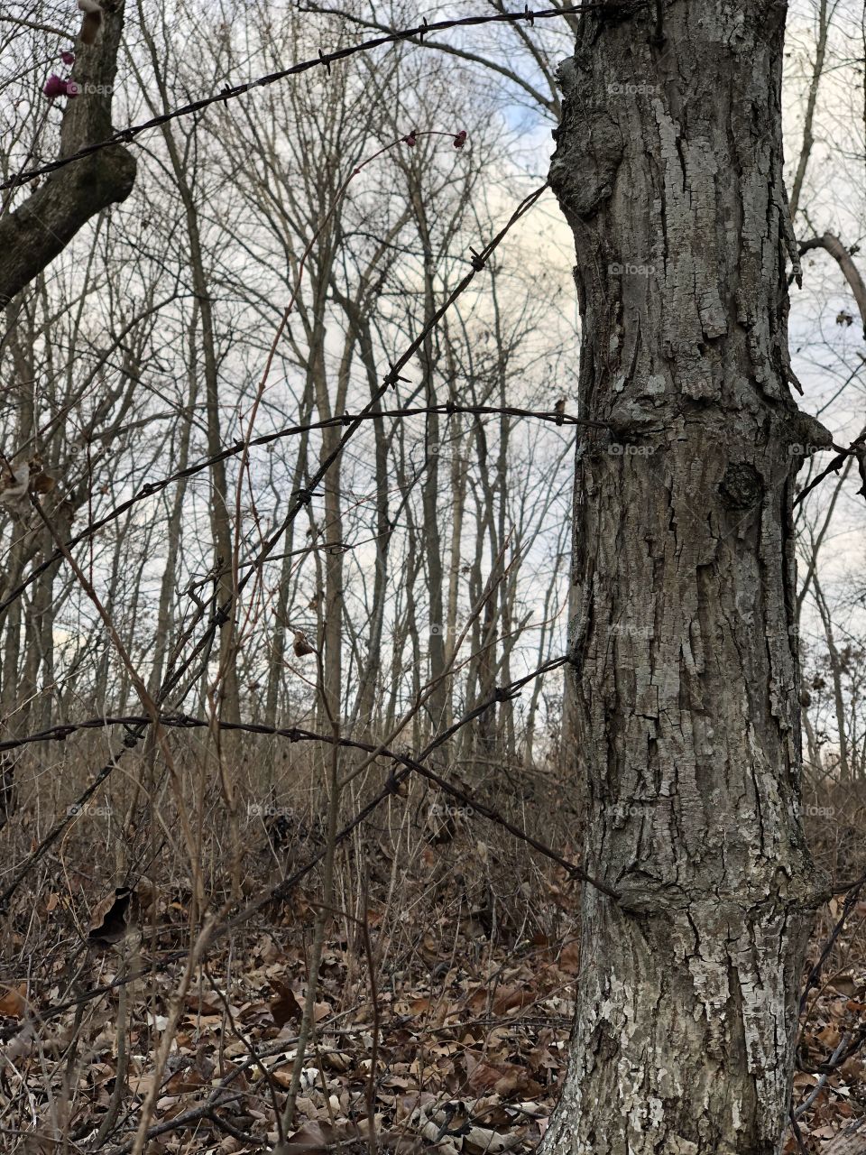 Rustic barbwire in the forest.