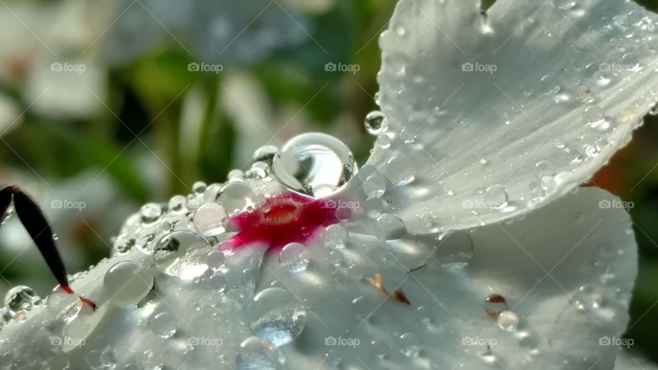 Drop, H2 O, Wet, Nature, Purity