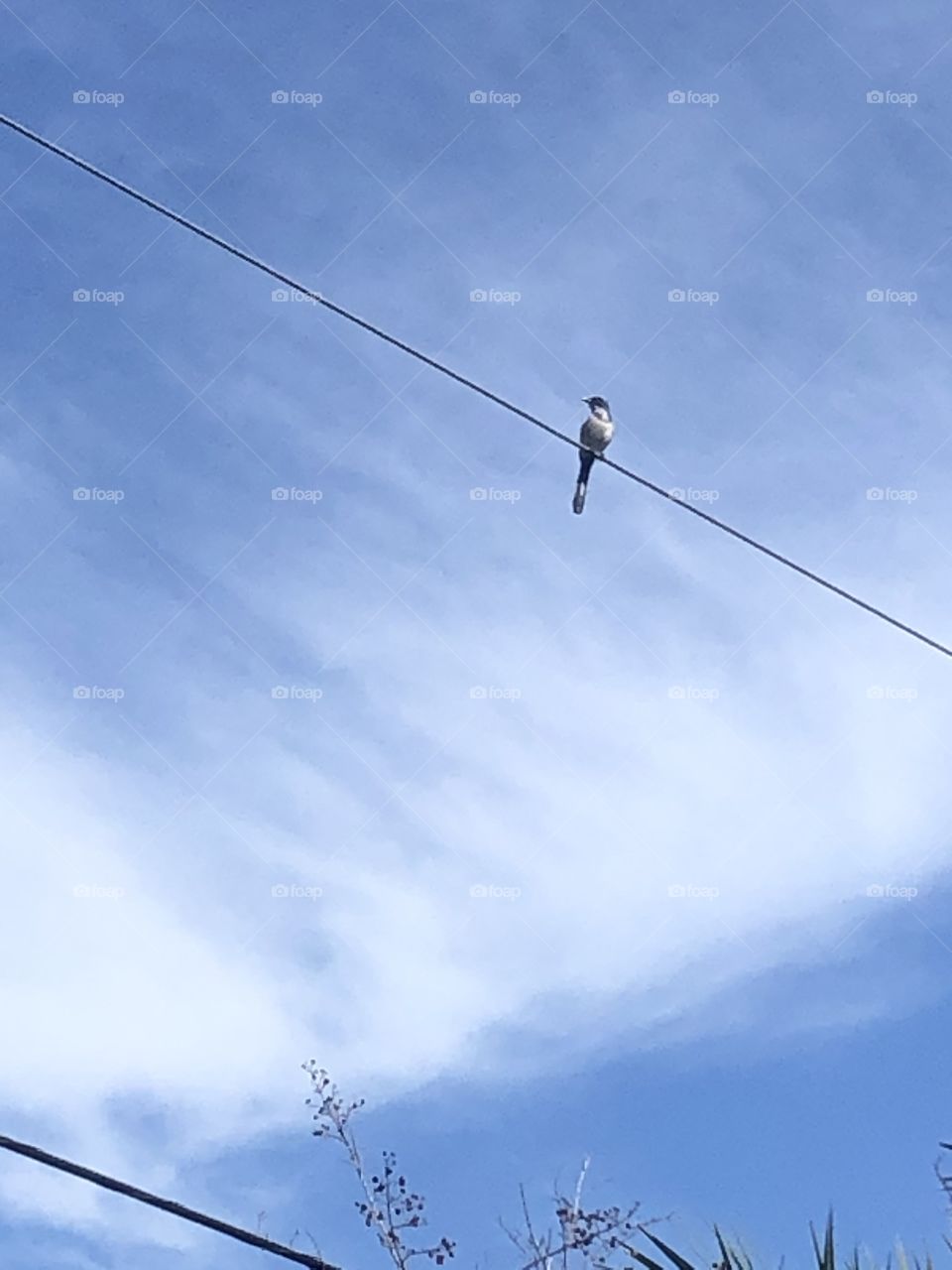 Florida Scrub-Jay acting watch out 