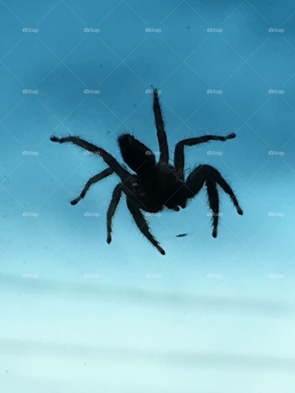 Jumper Spider On My Windshield, Driving