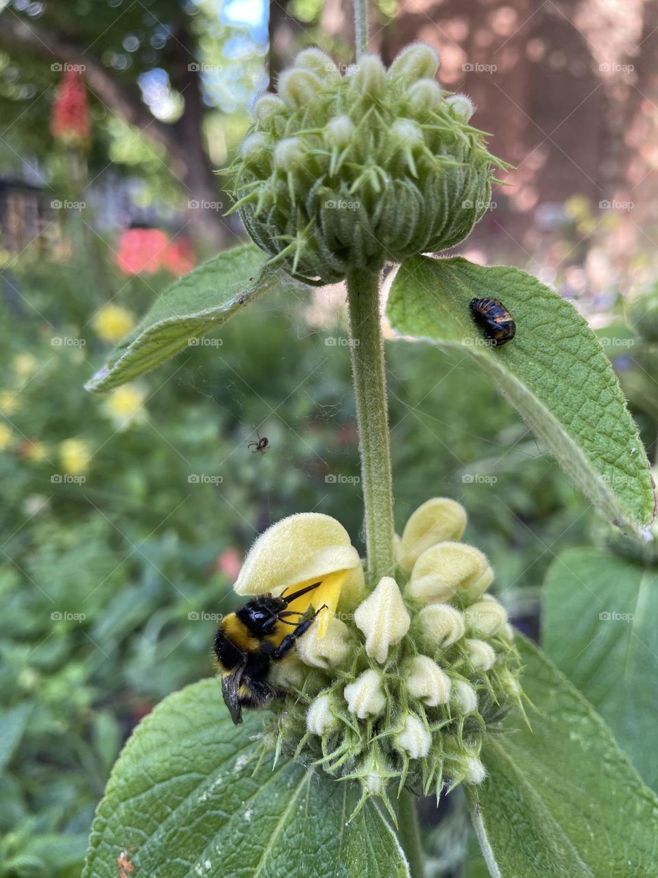 Spot the creatures!! 🐞 🐜 🐝