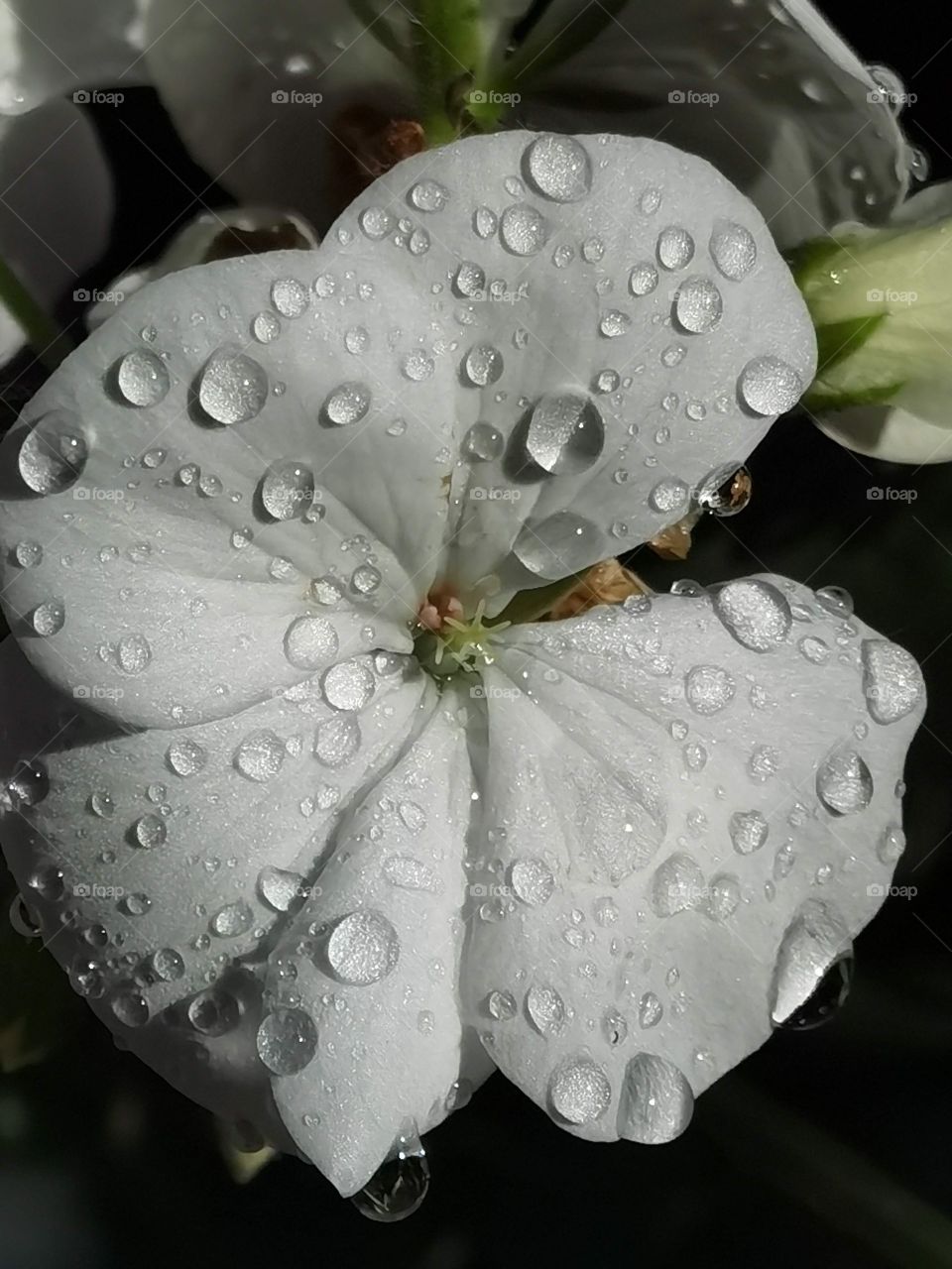white wet flower