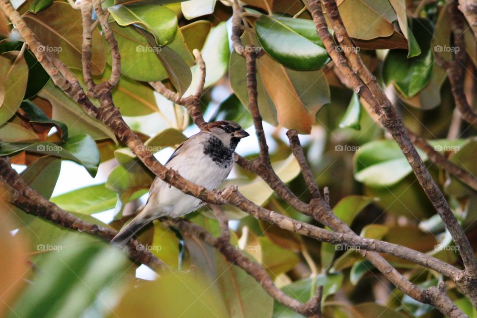 Bird watching. Sparrow in a magnolia tree
