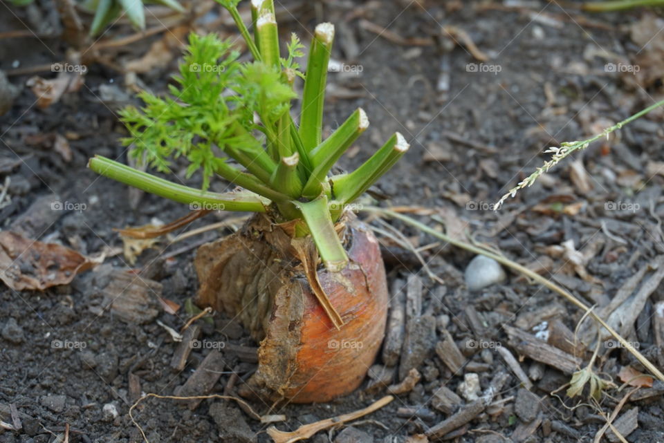 carrot @ home grow