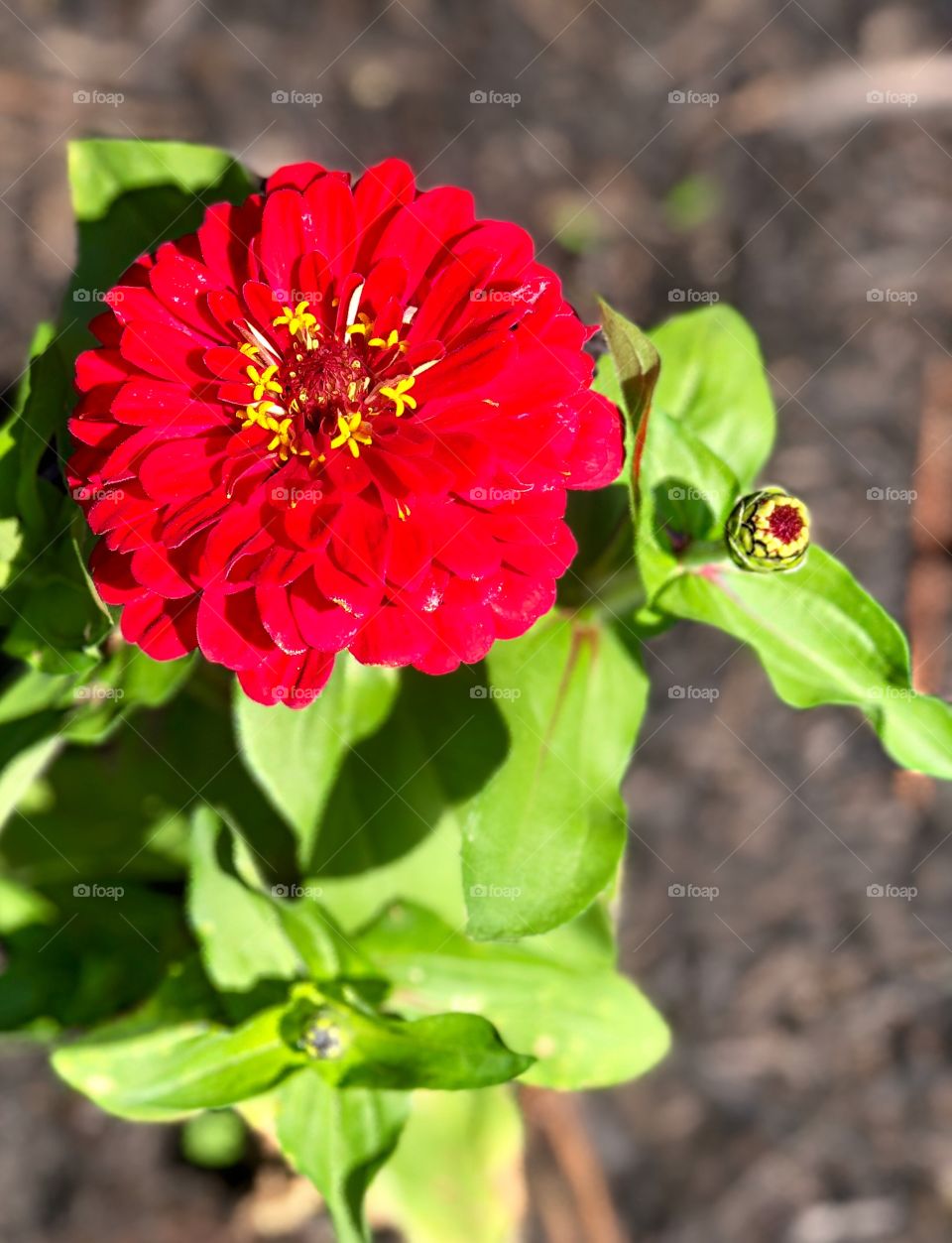 Beautiful red blooms.