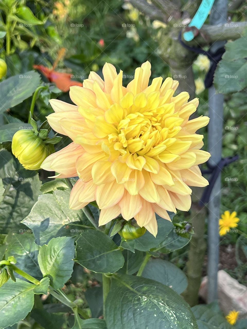 Chrysanthemums in Yuanshan Flower Expo Park
