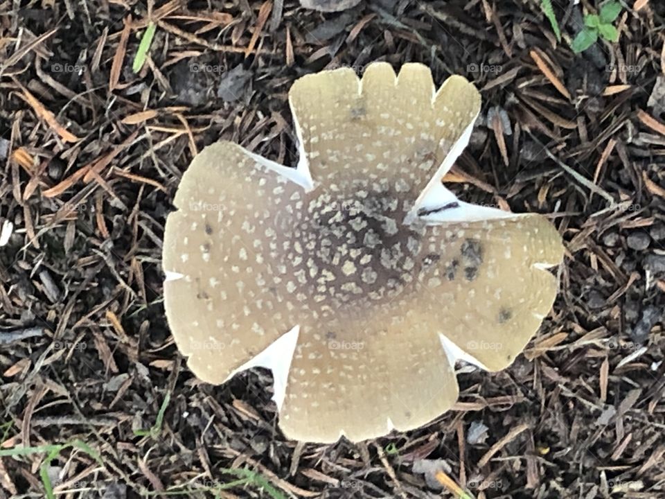 Geometric mushroom