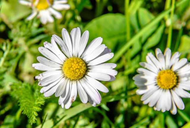 Bellis