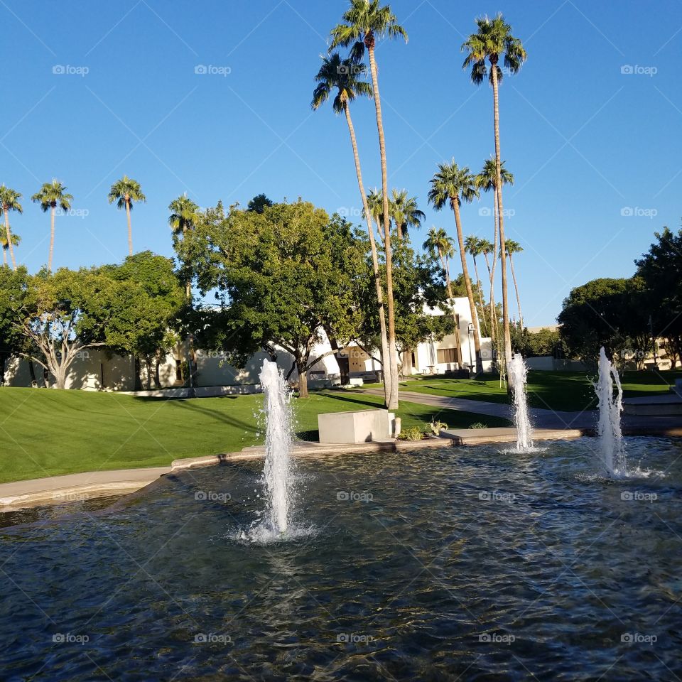 Tree, Leisure, Recreation, Water, Fountain