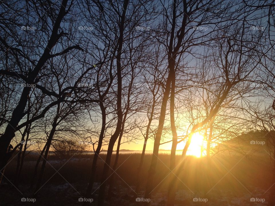 Trees in sunset