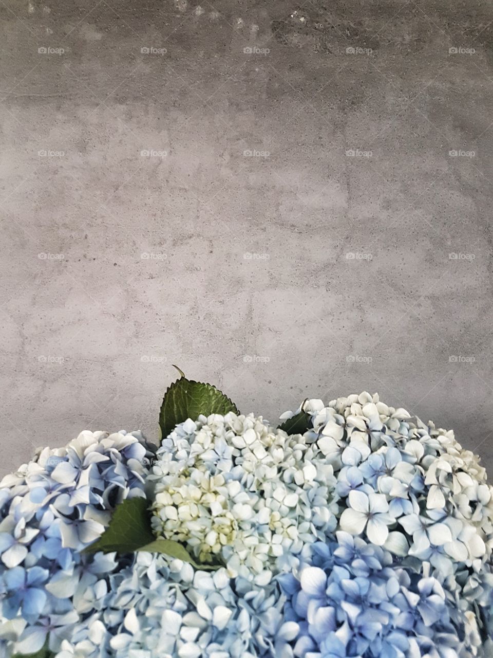 Hydrangea Flower Background