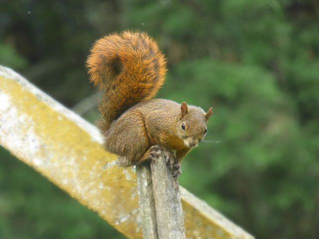 Ardilla 