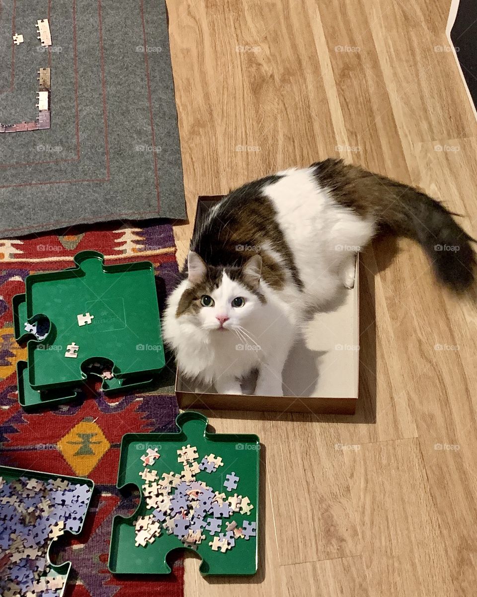 Cat sitting in a puzzle box