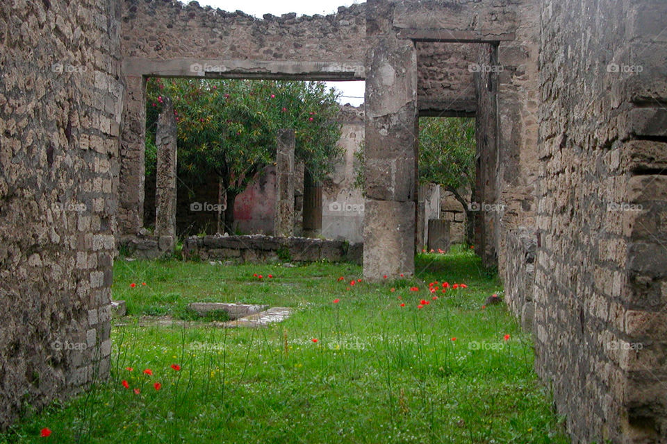 Poppies. Poppies among the ruins
