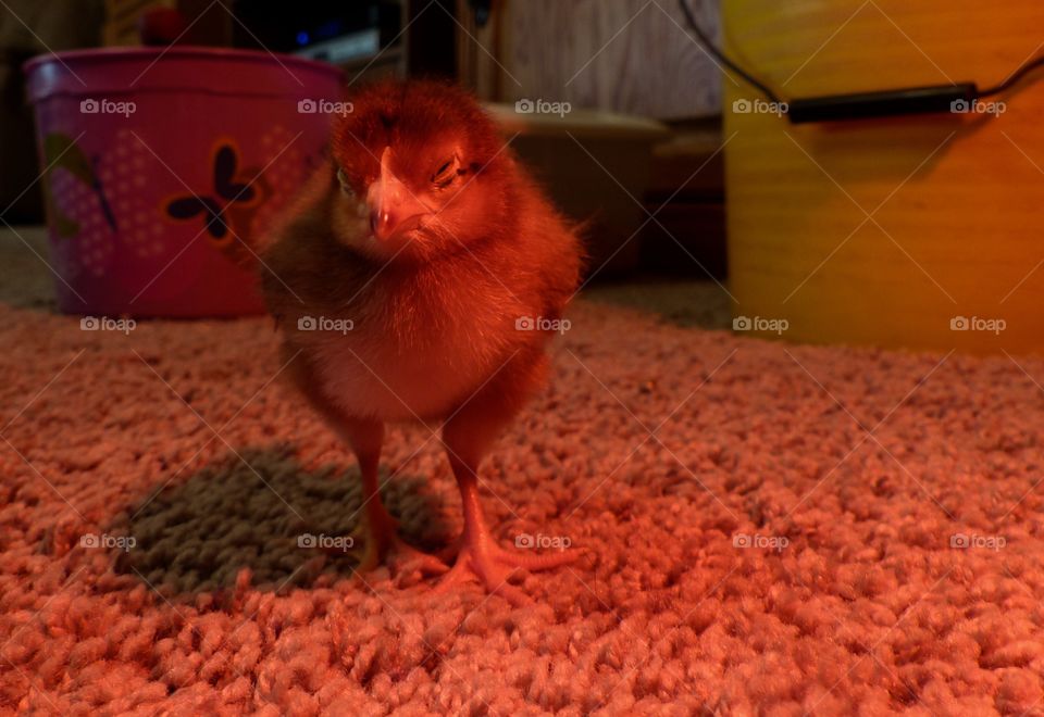 Sleepy Rhode Island Red chick