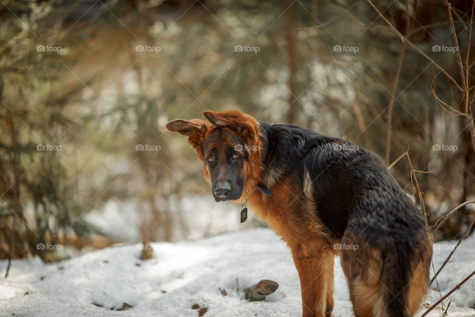 German shepherd young male dog walking outdoor at spring day