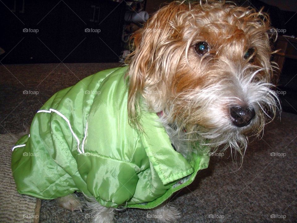 Jack Russell terrier in green jacket