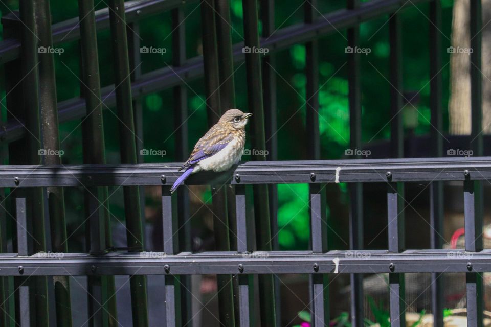 blue bird on fence