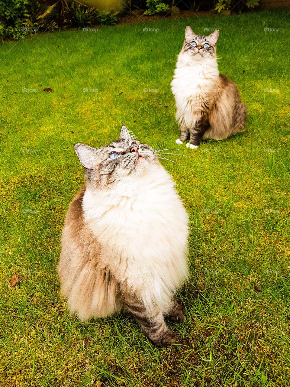 Longhaired cats looking up