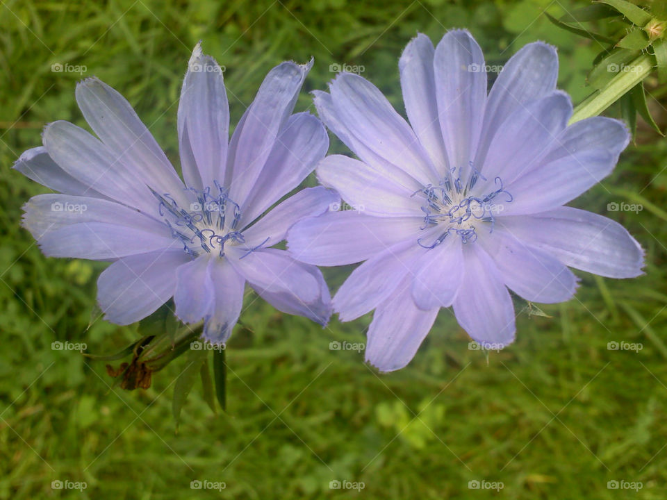 green flowers blue grass by jmh