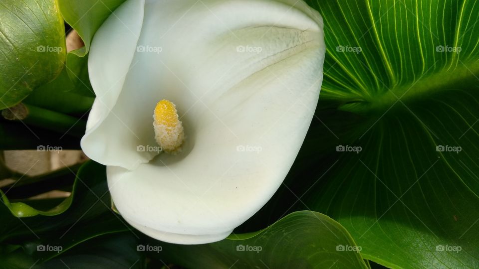 yellow white and green