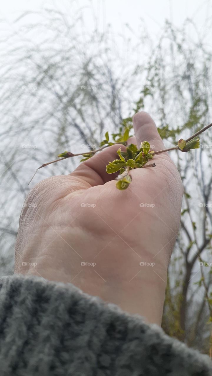 Springtime Willow Buds