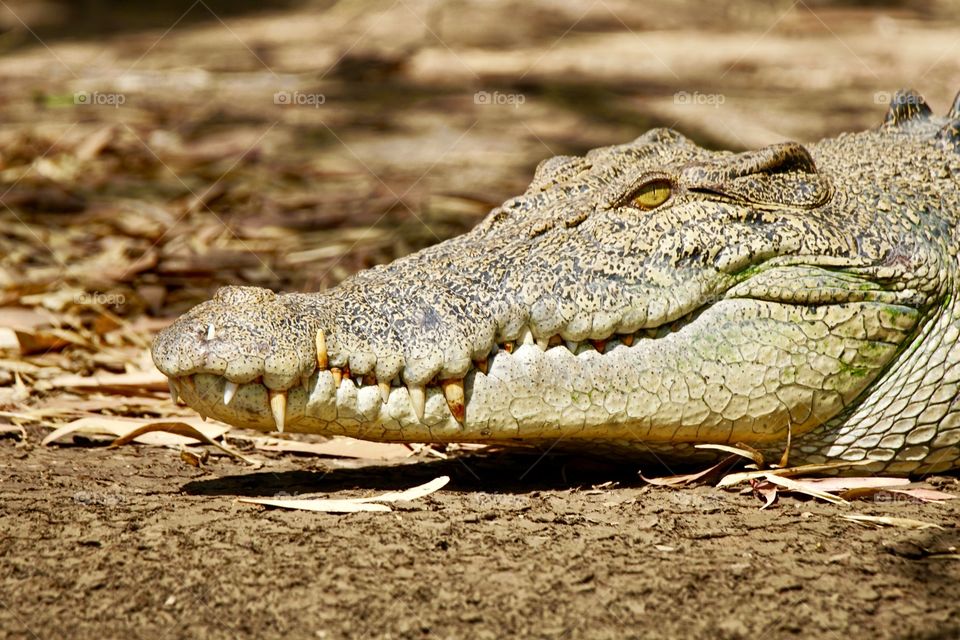 Salt water crocodile head