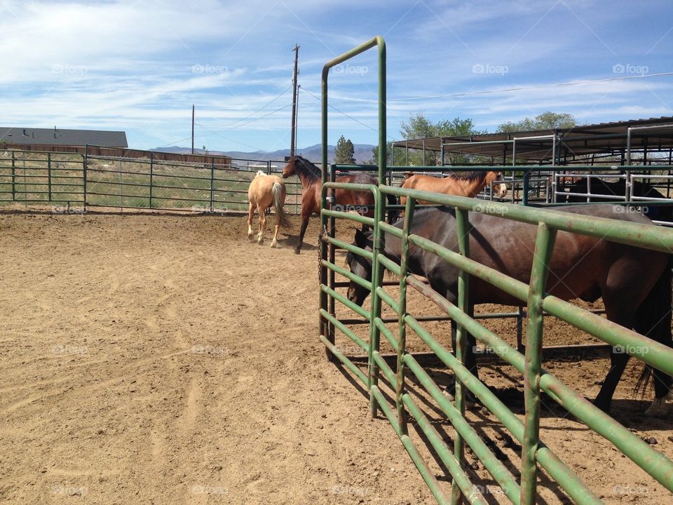 Horse Corral. Horses, ranch, Cowboys, horse ranch