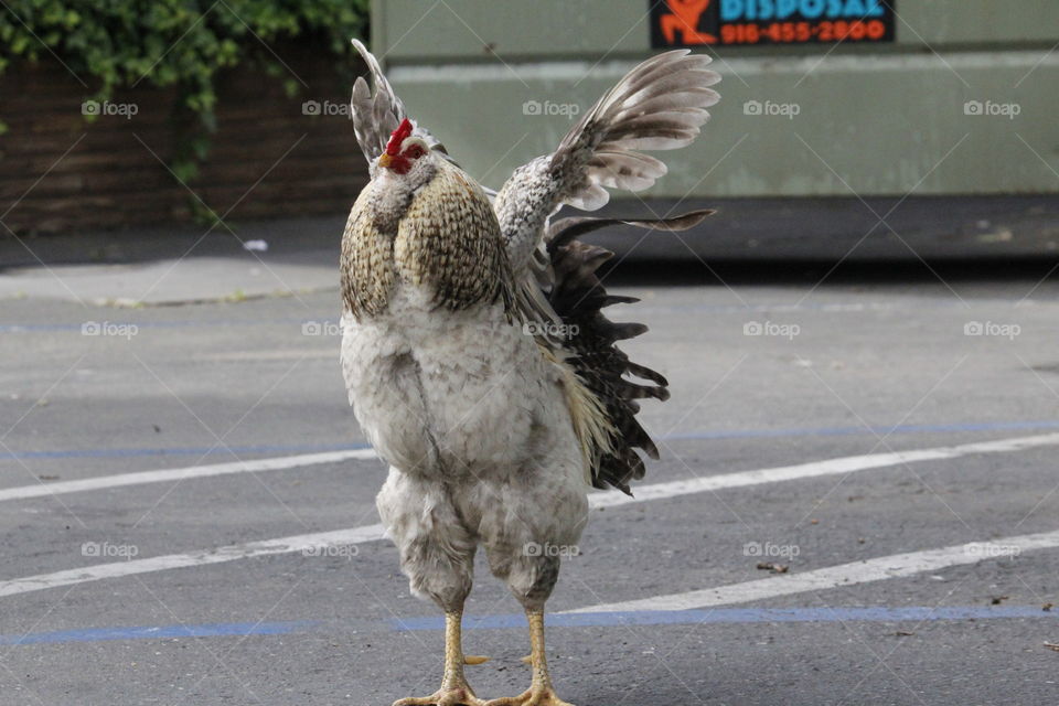 wild neighborhood Birds. Northern California