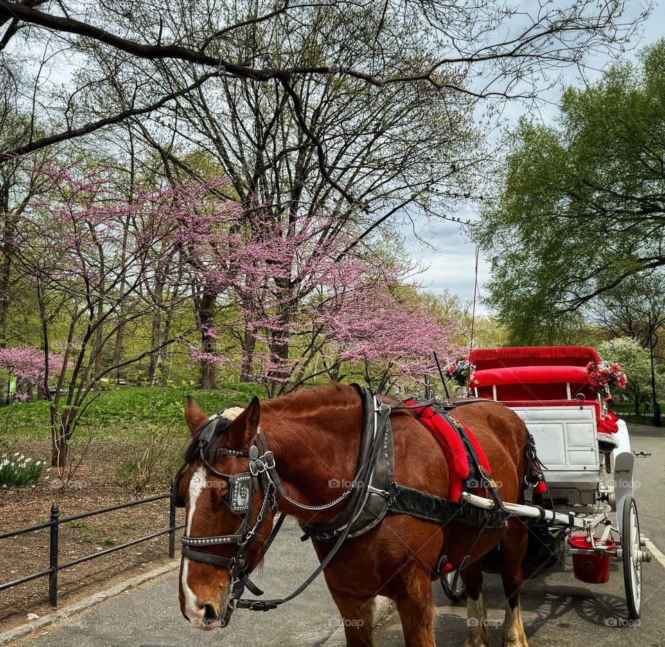 Horse and carriage in Central Park in New York City 