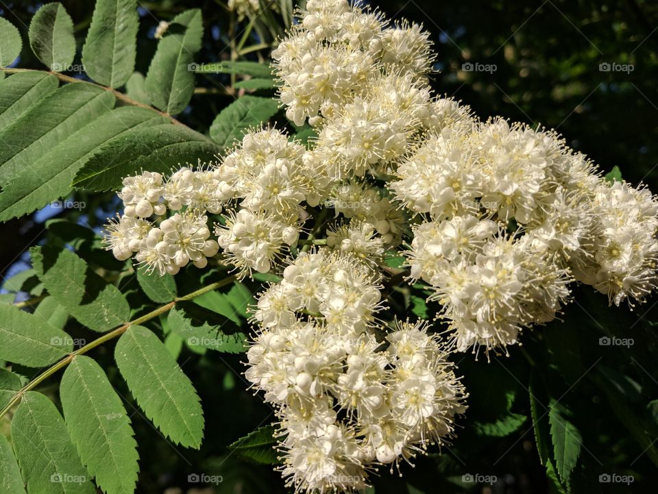 Rowan-tree flowers