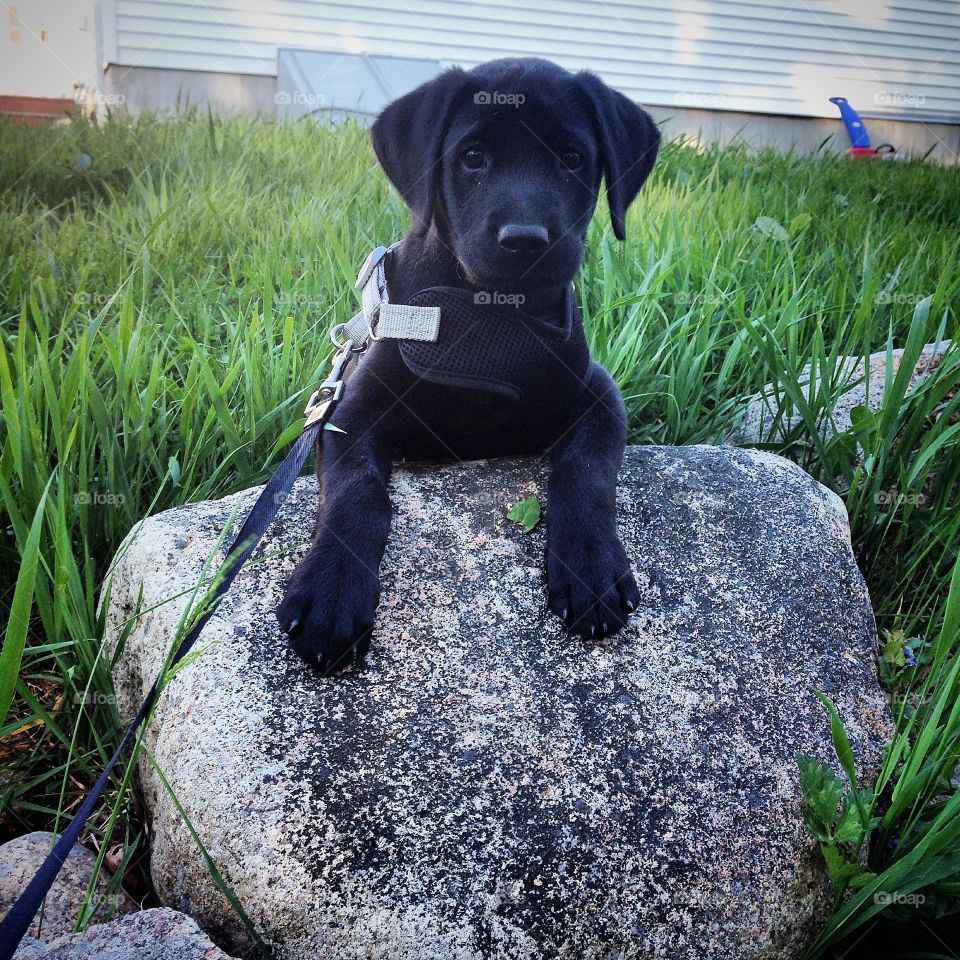 Black lab puppy