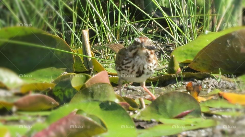 Bird in Marsh