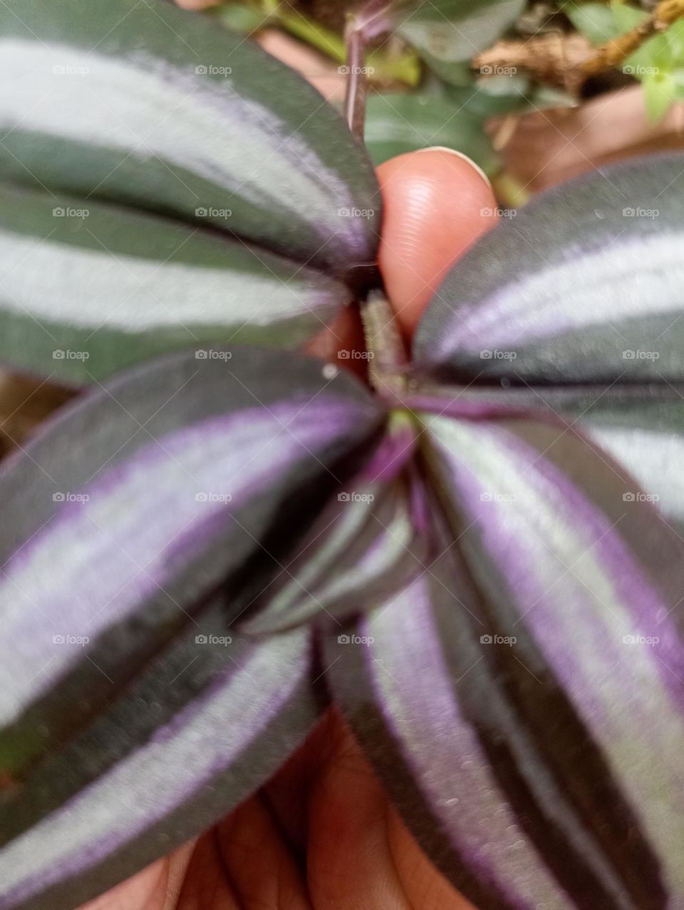 nature I different shade