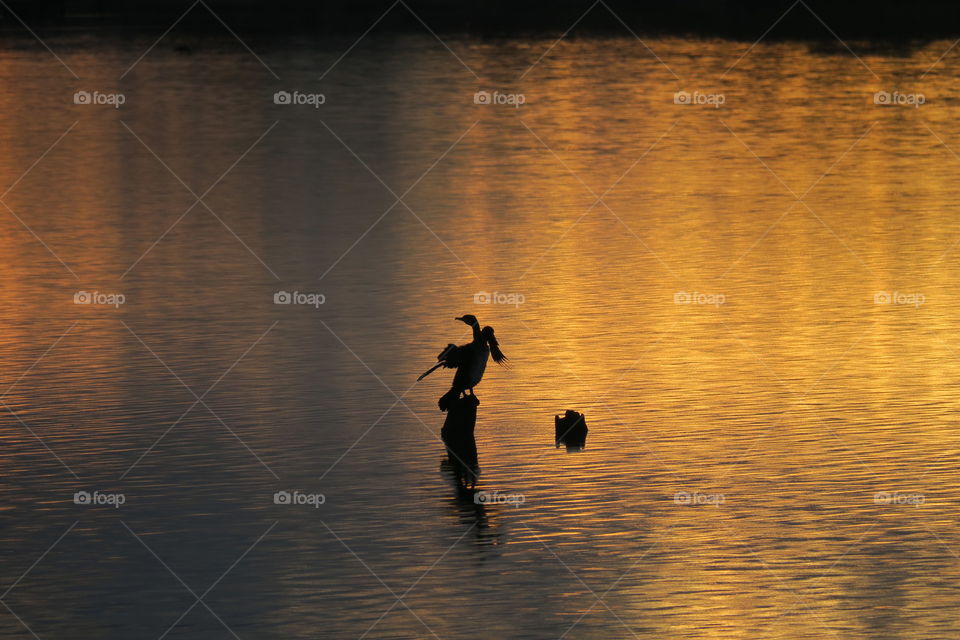 Bird at sunset 