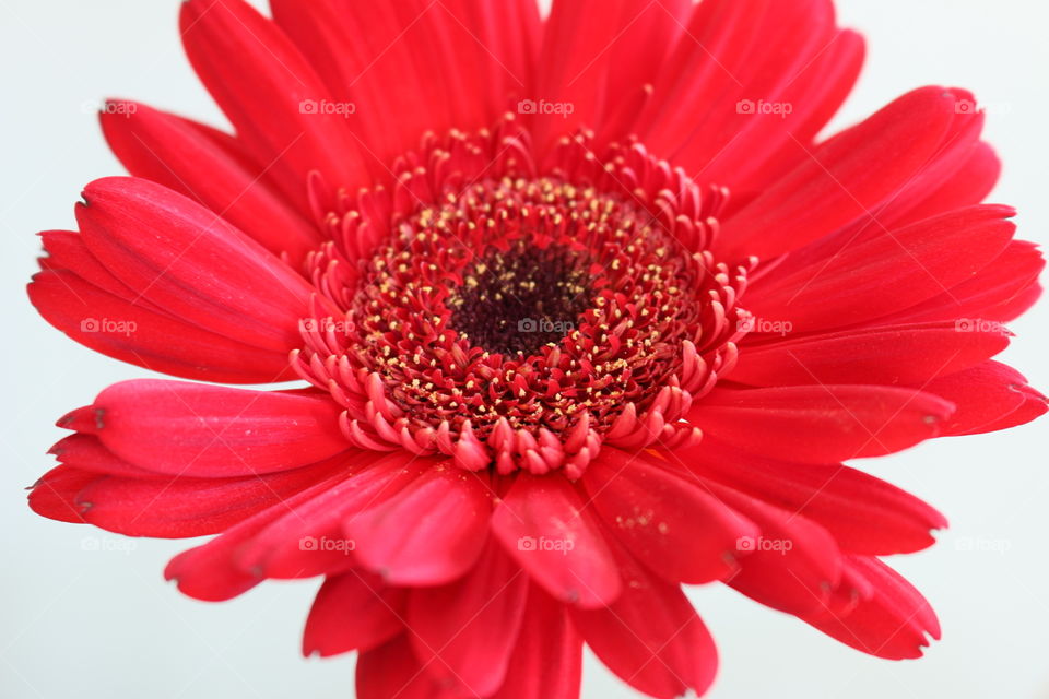 Red flower