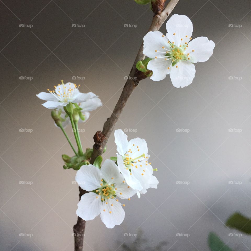 Cherry blossom on a grey background