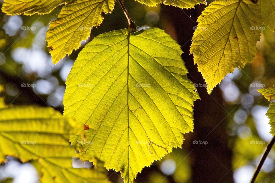 sun rays in the forest