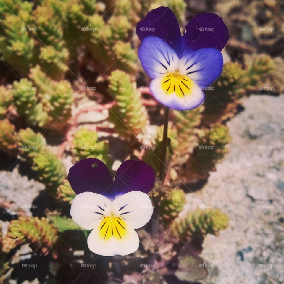 Pansy, Flower, No Person, Genus Viola, Nature