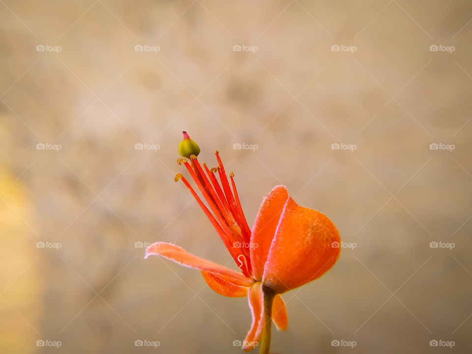 Flowers of capparis blooming on a gray background
