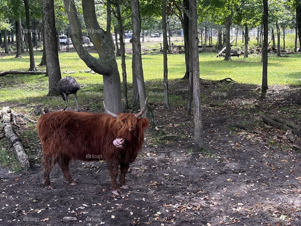 Fuzzy highland cow. 