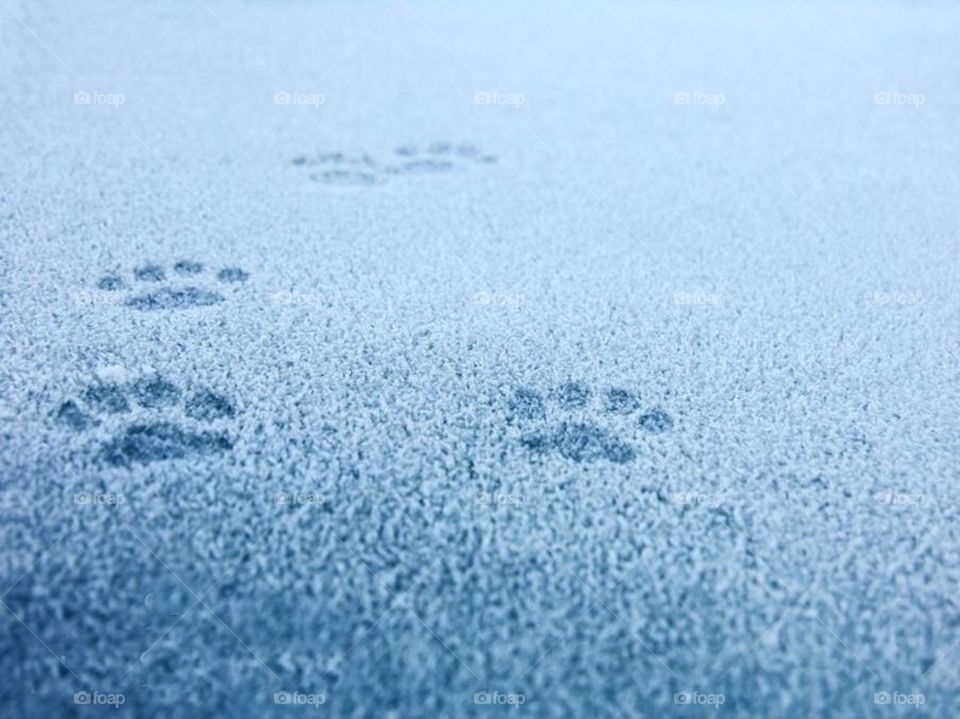 Frost paws