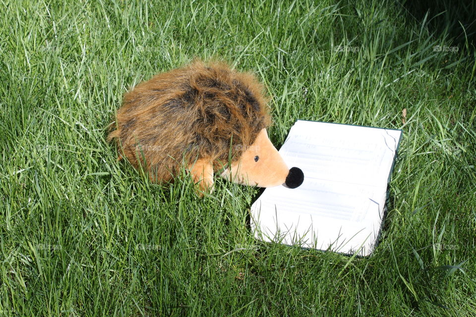 Hedgehog summer reading