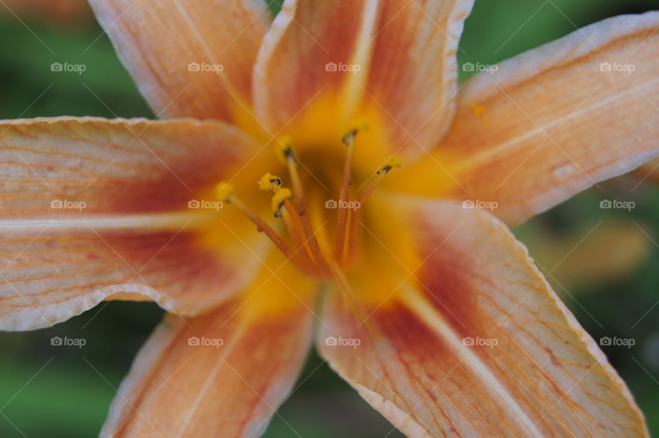 Orange daffodil center