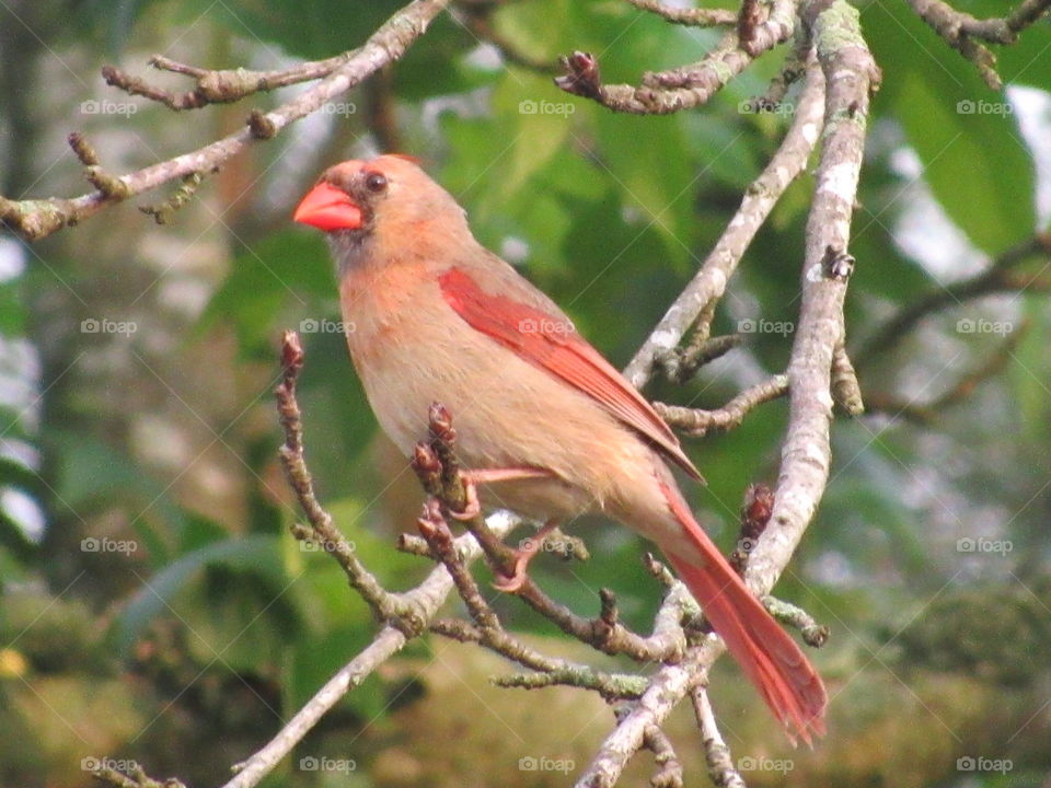 Cardinal