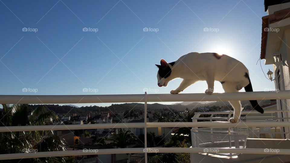 cat climb