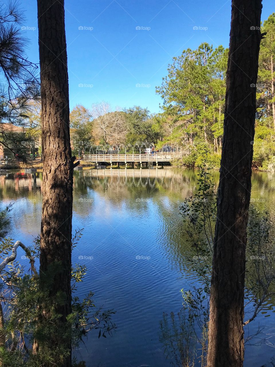 Foot bridge across the lake. 