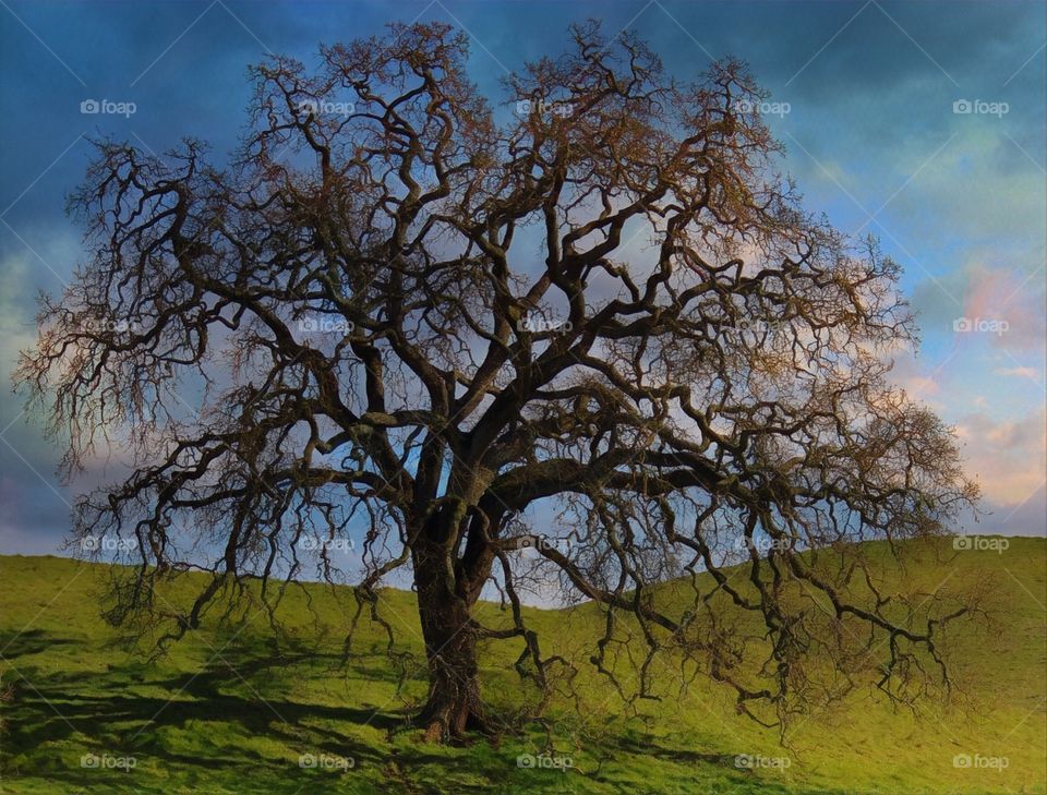 Napa Valley California living oak tree. Taken in the fall and hillside was green from recent rains. 